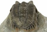 Multi-Toned Coltraneia Trilobite - Insane Eye Detail #192721-3